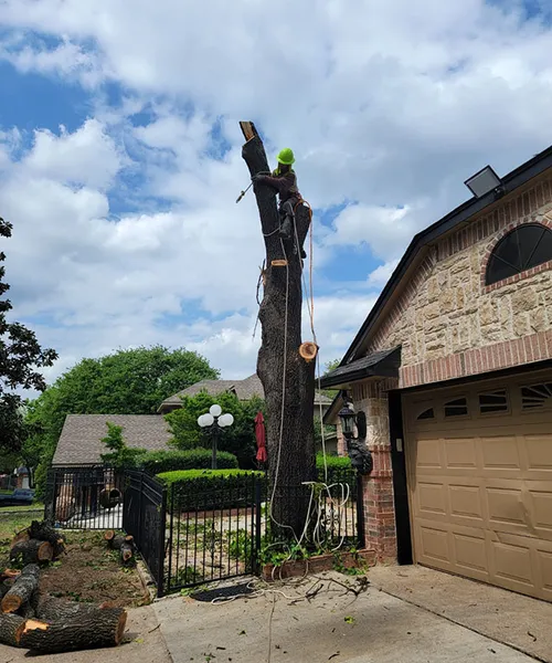 Jose's Tree Service Keller