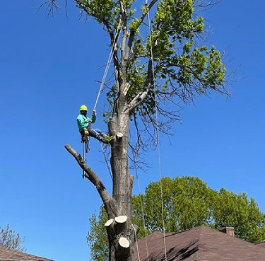 Tree trimming specialists in Benbrook