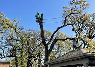 Storm Damage Tree Removal