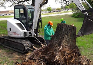 Tree Removal