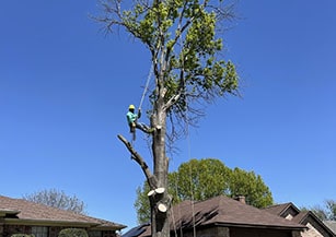 Tree Trimming