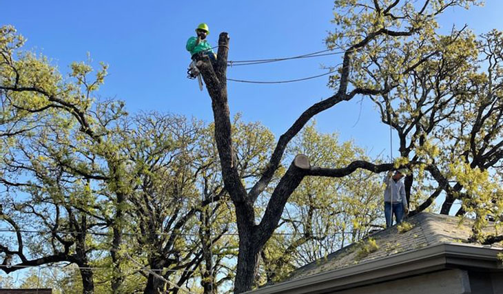 storm_damage_tree_removal